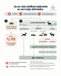 Infografika par rīcību, ja tiek notriekts savvaļas dzīvnieks