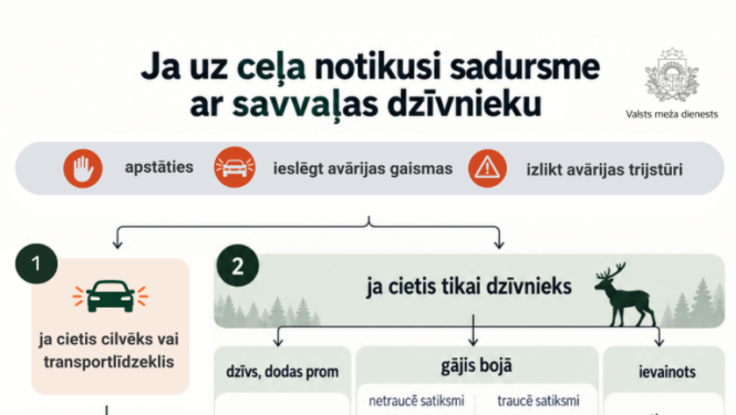 Infografika par rīcību, ja tiek notriekts savvaļas dzīvnieks