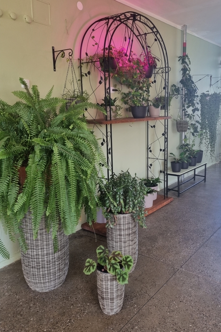 Telpaugu kompozīcija ar lielu papardi un piekārtiem augiem