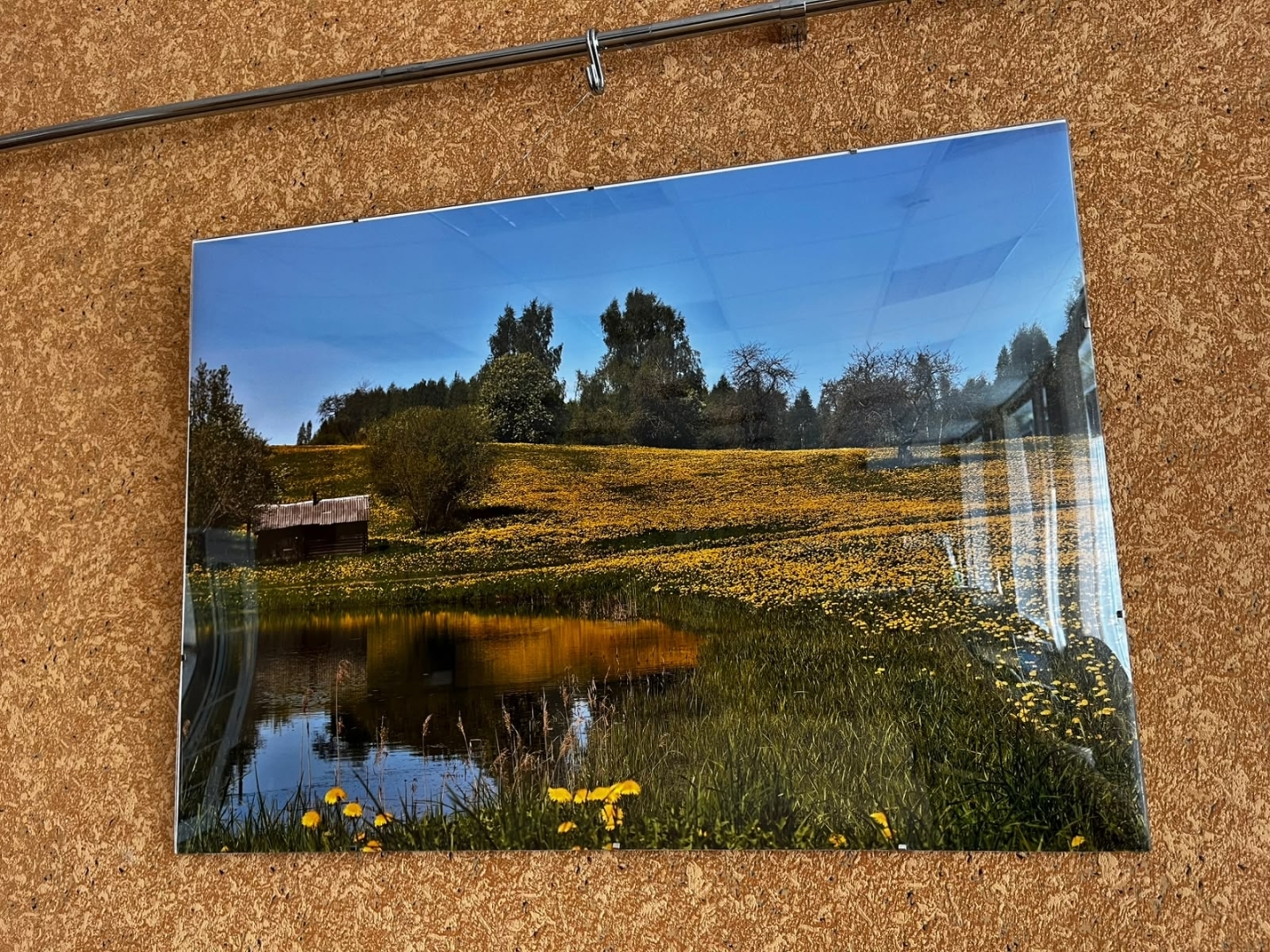 Ezera ainava ar kokiem