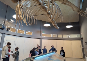 Skolēni muzejā apskata vaļa skeletu