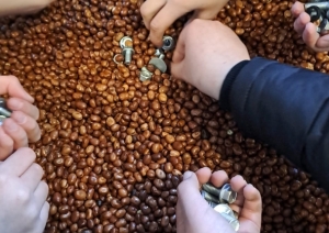 Rokas meklē metāla detaļas pupās