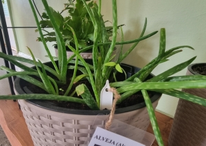 Alvejas podiņš ar norādi “ALVEJA”