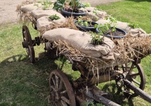 Dārza darbos iestādītie augi