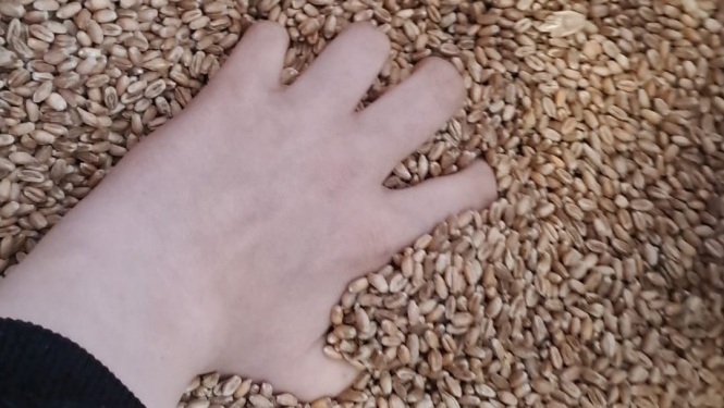 Roka graudos tuvplānā